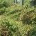 千里光(贵州省大方县理化山区纯野生九里光全草)