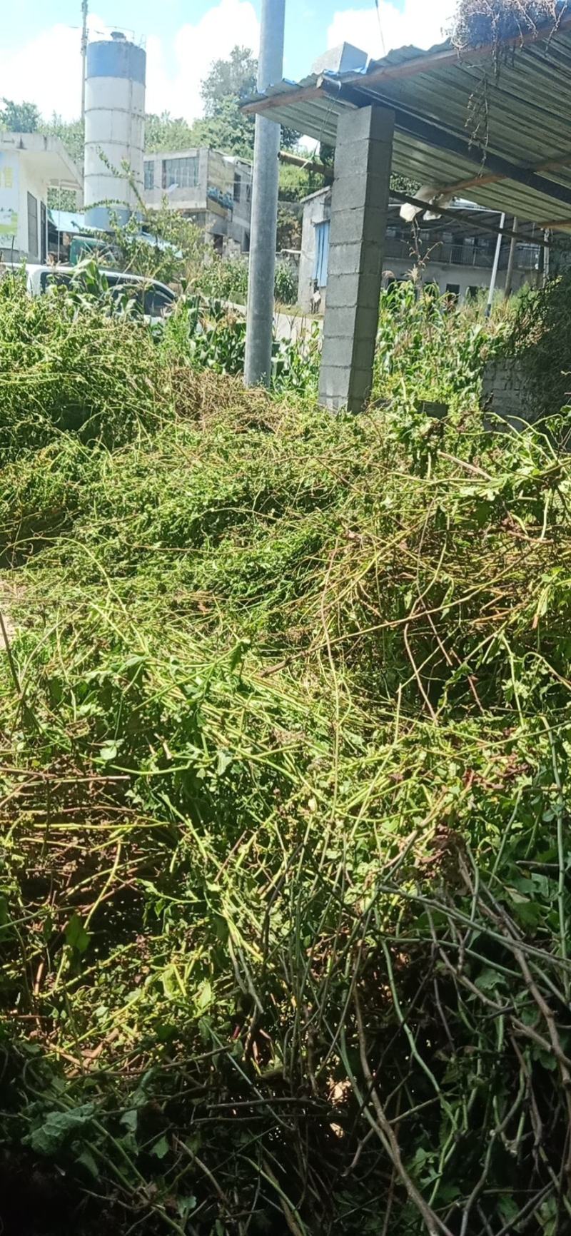 千里光(贵州省大方县理化山区纯野生九里光全草)