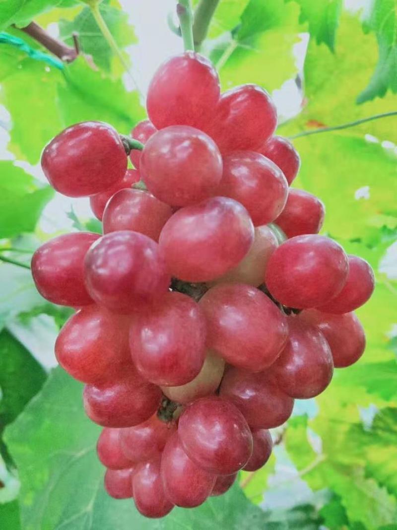 红玫香葡萄苗，车厘子葡萄特早熟香甜，浓玫瑰香型，基地直发