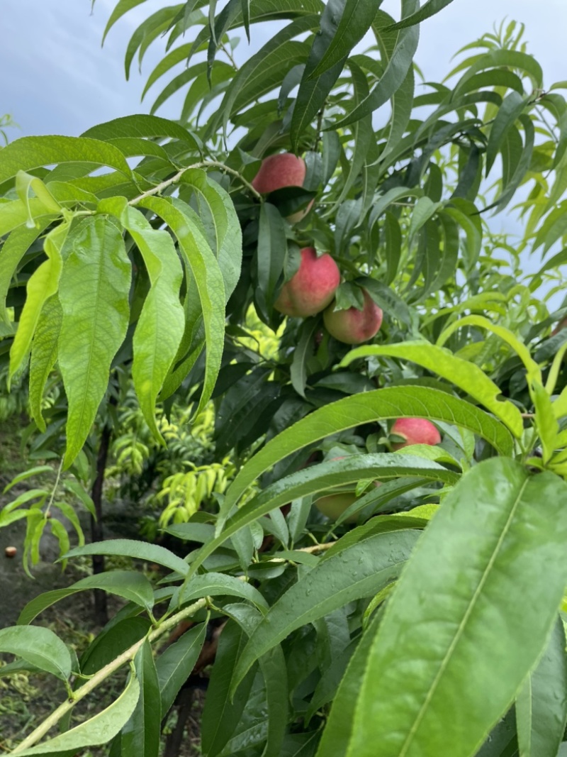 河北毛桃，北京14京玉甜桃，离核，质量好，货源充足！