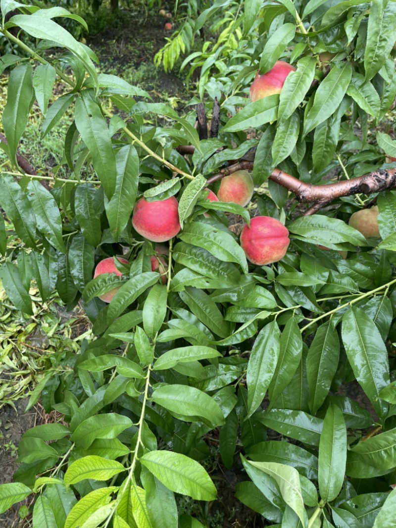 河北毛桃，北京14京玉甜桃，离核，质量好，货源充足！