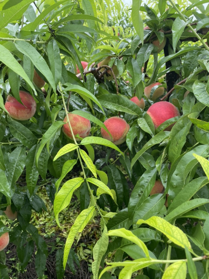 河北毛桃，北京14京玉甜桃，离核，质量好，货源充足！