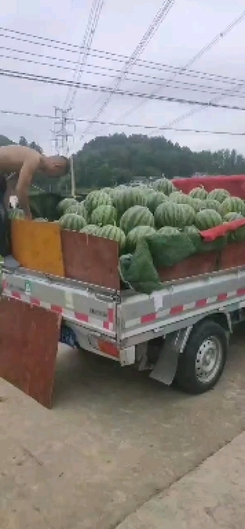 西瓜美都，产地直销量大优惠，现场看货，免费吃住，诚信经营