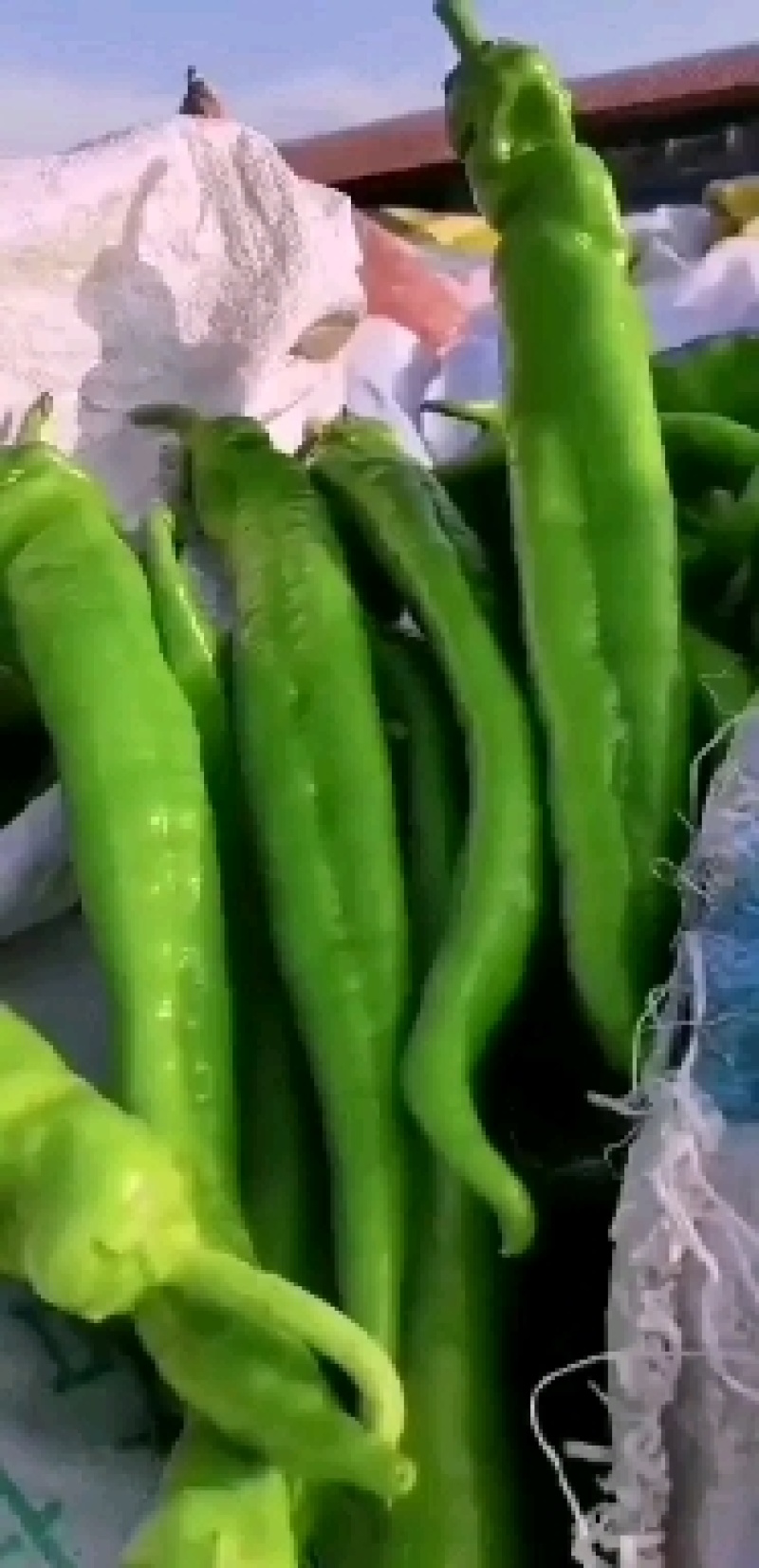 尖椒，鲜辣椒，辣椒，长剑尖椒大量上市，产地直供欢迎采购