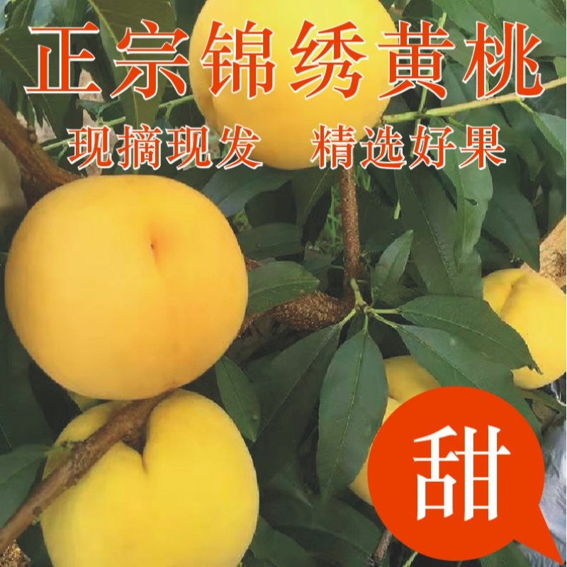 锦绣黄桃产地货源75MM以上支持快递包邮坏果包赔