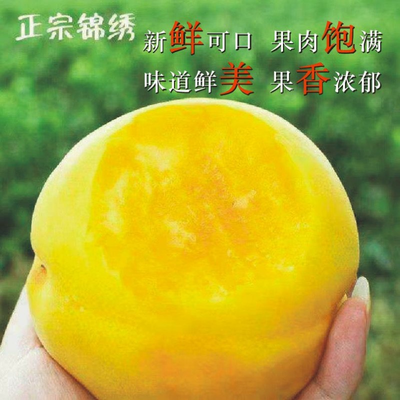 锦绣黄桃产地货源75MM以上支持快递包邮坏果包赔