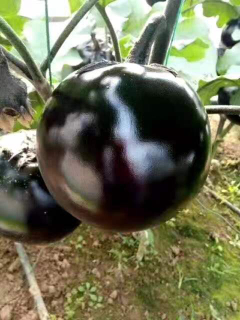 【热销】茄子