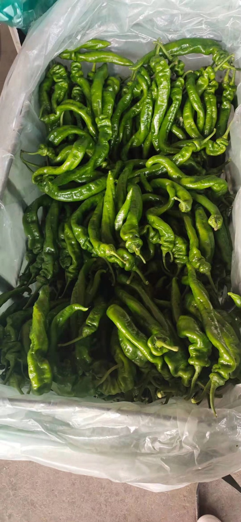 螺丝椒