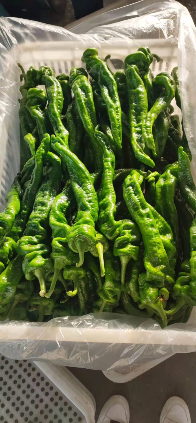 螺丝椒