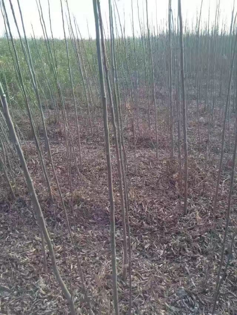 栾树