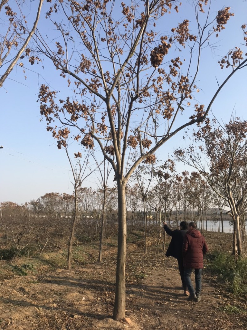 栾树