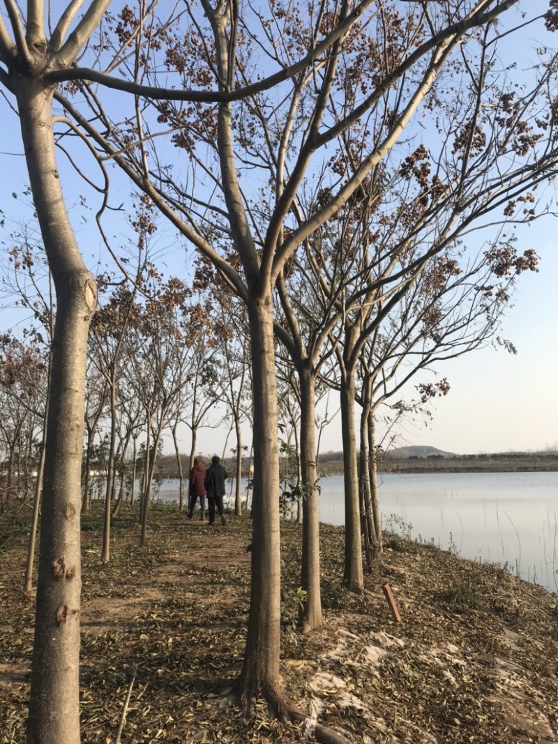 栾树