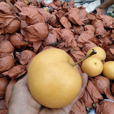 套袋圆黄梨果大味甜汁多，一手货源，产地直供，量大从优