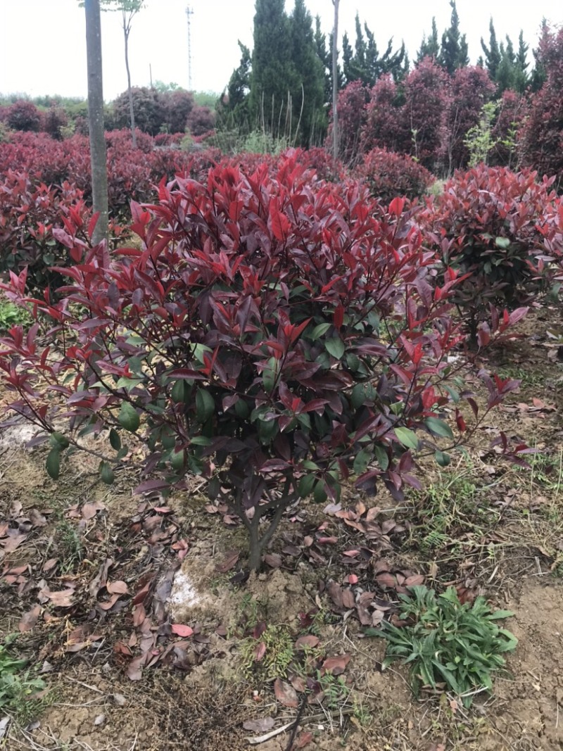 红叶石楠球