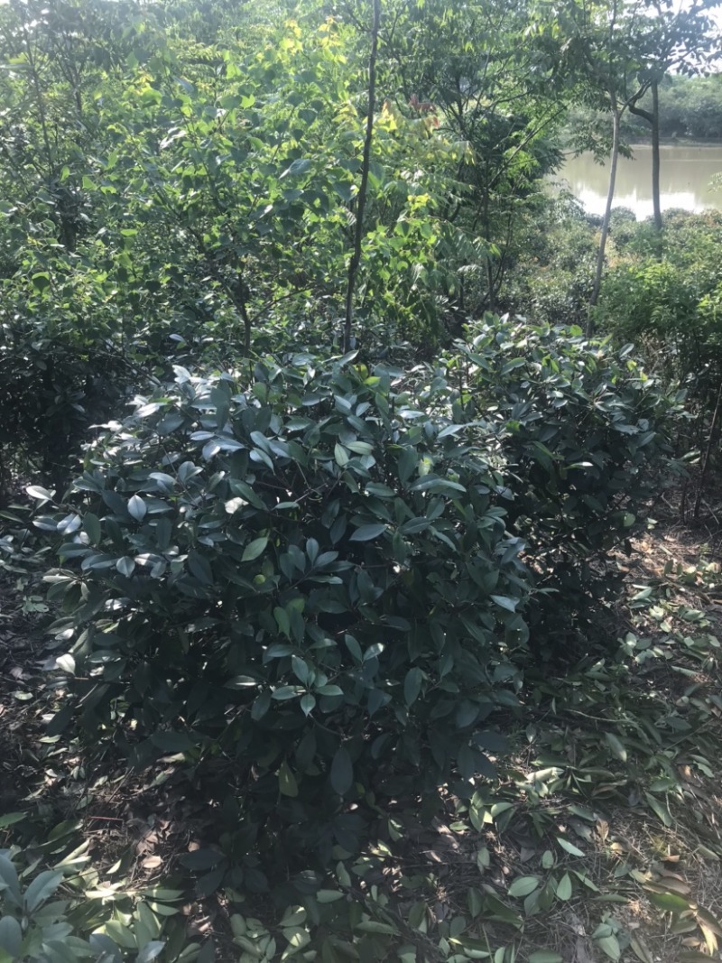红叶石楠球