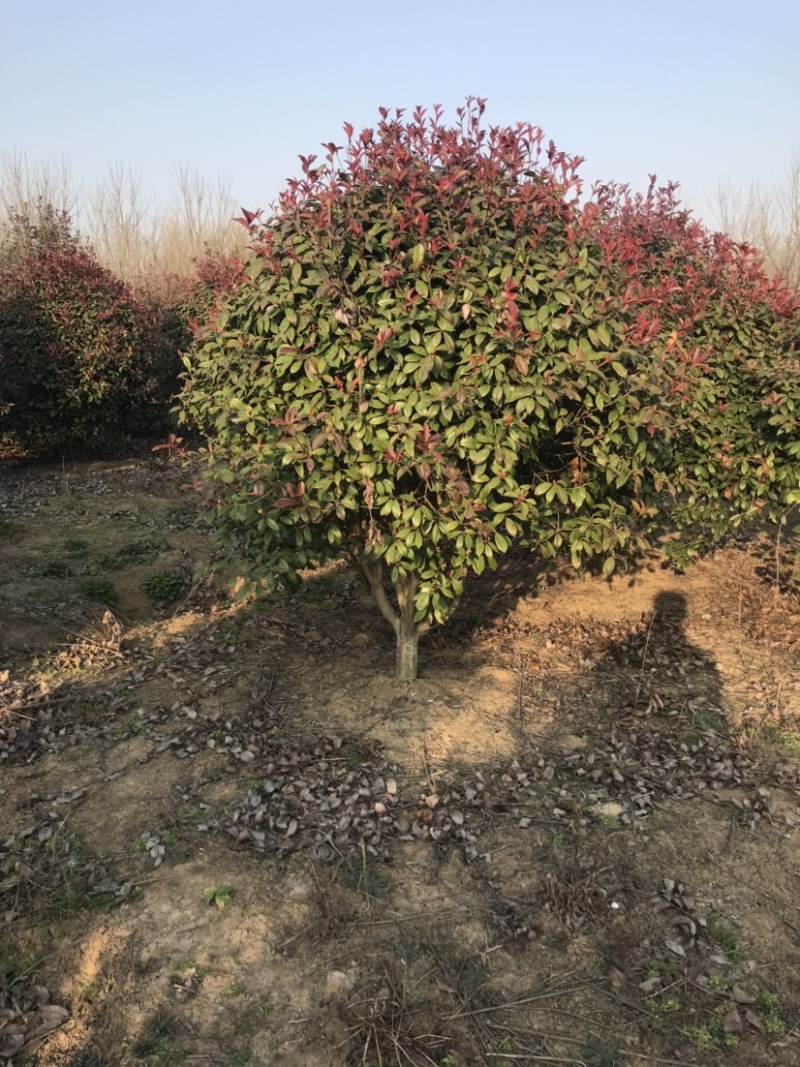 红叶石楠球