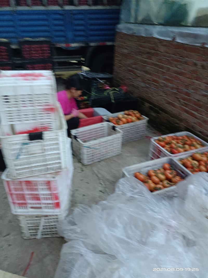 大红西红柿二狐以上品质好，