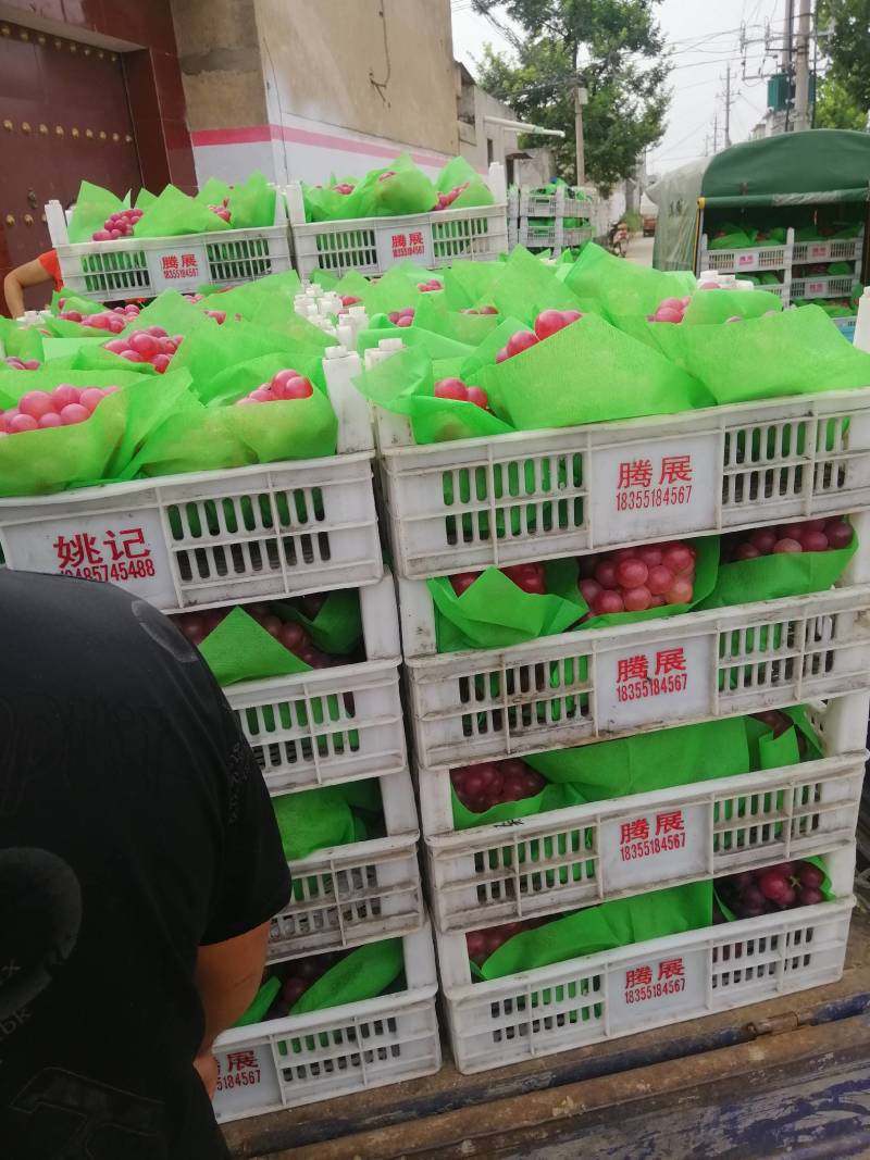 优质巨峰葡萄