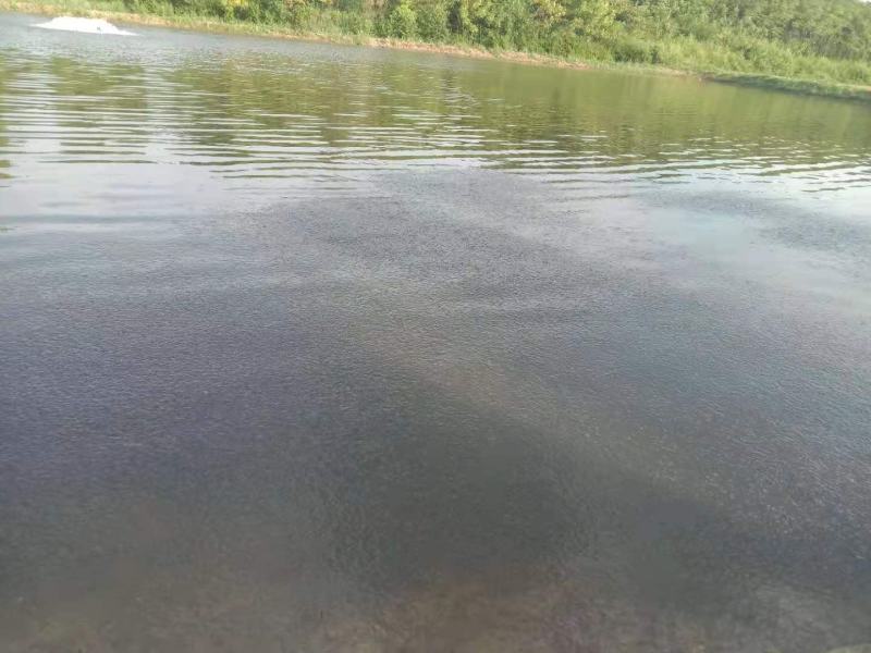 湖北优质斑点叉尾鮰鱼苗各种规格大量现货出售