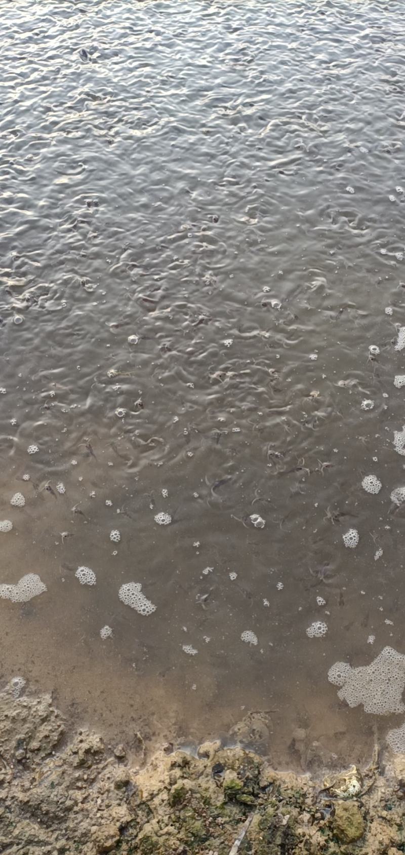 湖北优质斑点叉尾鮰鱼苗各种规格大量现货出售