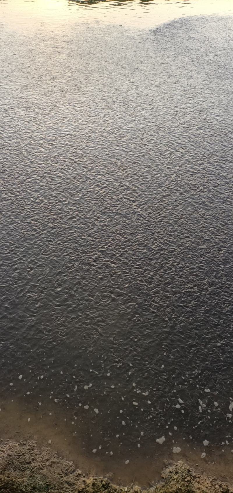 湖北优质斑点叉尾鮰鱼苗各种规格大量现货出售