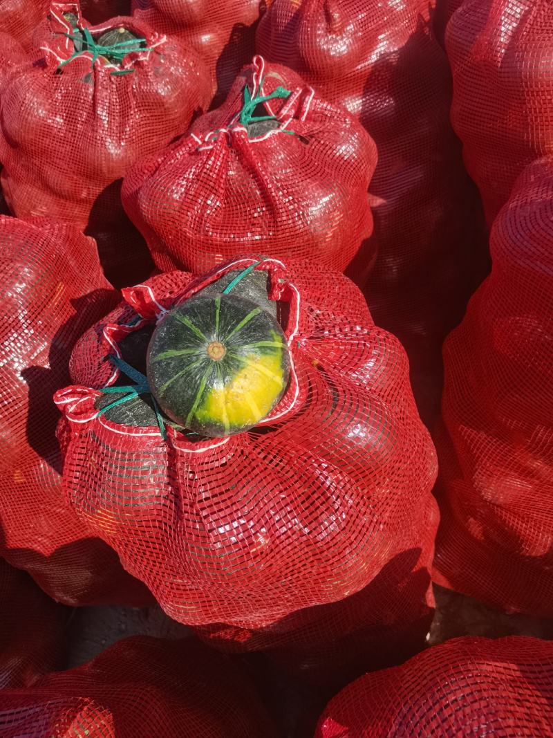 陕西精品贝贝南瓜大量上市基地直供价格便宜一条龙服务