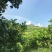 广东大型青柠檬基地直供尤力克青柠檬，尤力克黄柠檬