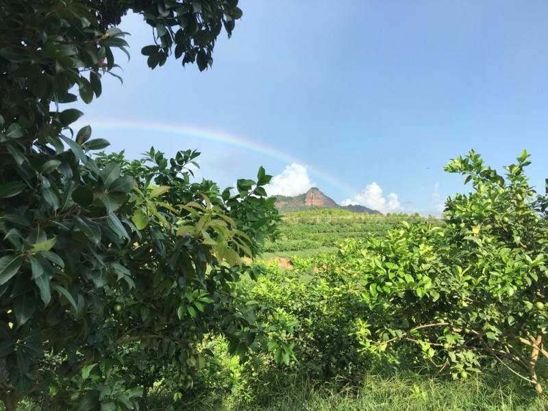 广东大型青柠檬基地直供尤力克青柠檬，尤力克黄柠檬