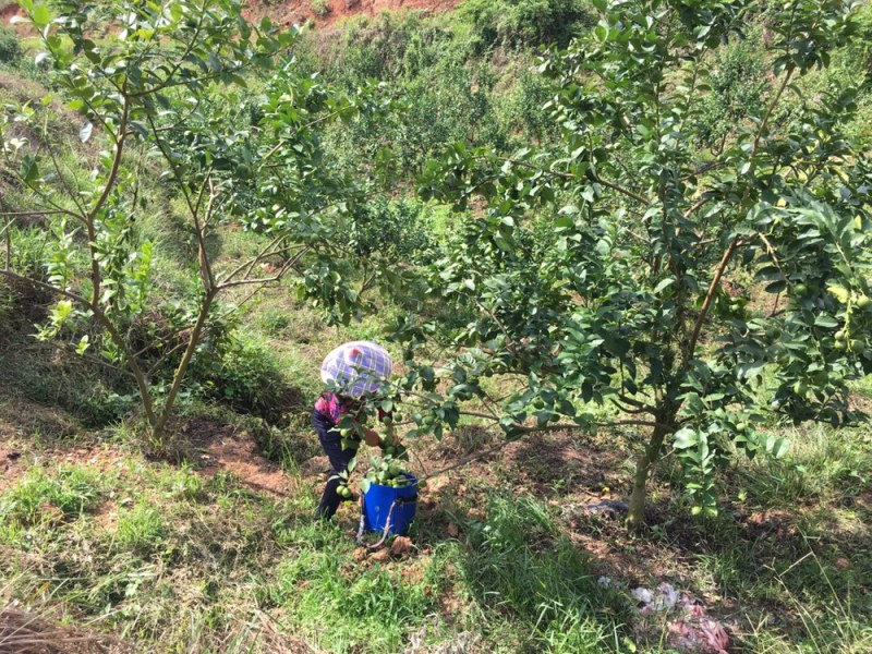 广东大型青柠檬基地直供尤力克青柠檬，尤力克黄柠檬