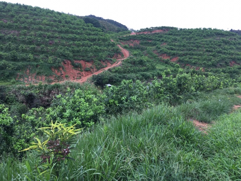 广东大型青柠檬基地直供尤力克青柠檬，尤力克黄柠檬