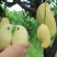 云南省华坪县#产地代购代发#凯特芒果#鹰嘴芒果#品质高