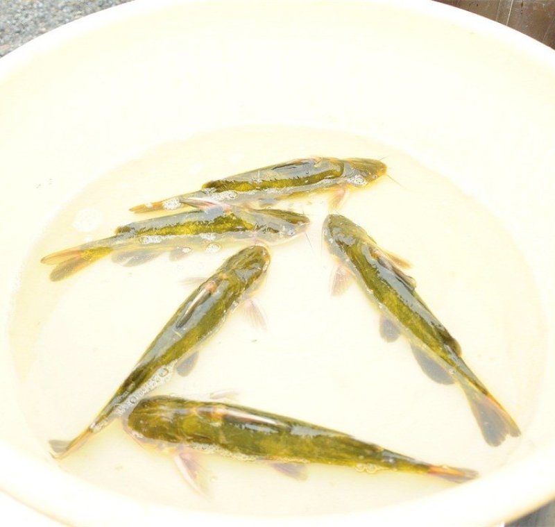 黄骨鱼