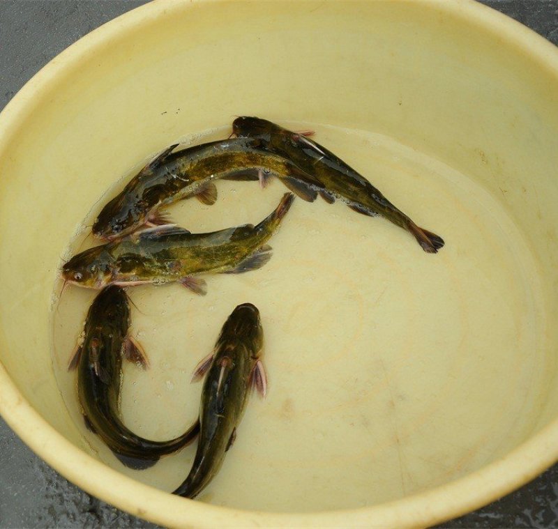 黄骨鱼
