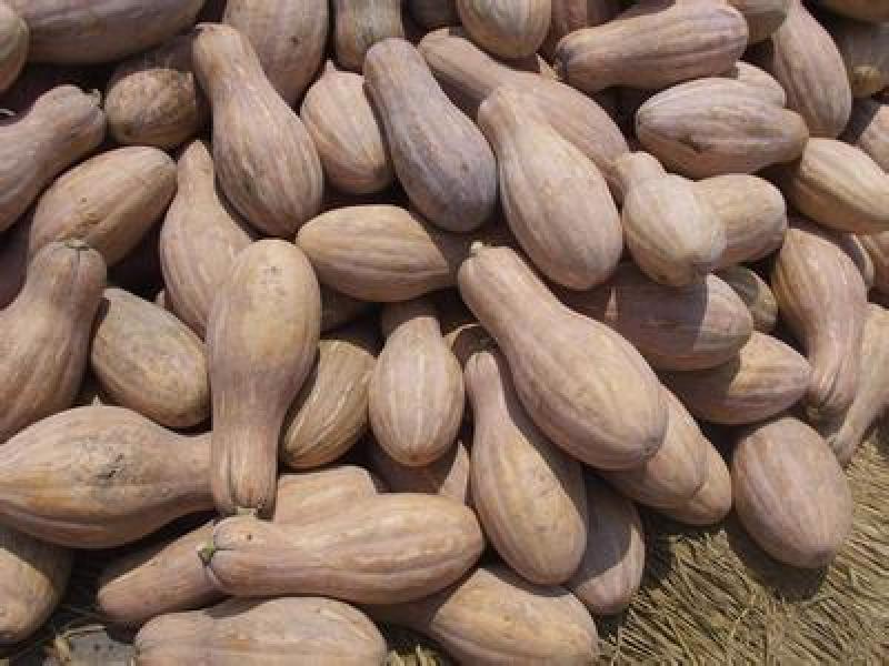 湖北万亩南瓜基地金韩蜜本南瓜产地一手货源量大