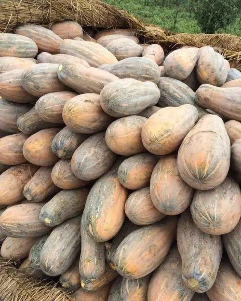 湖北万亩南瓜基地金韩蜜本南瓜产地一手货源量大