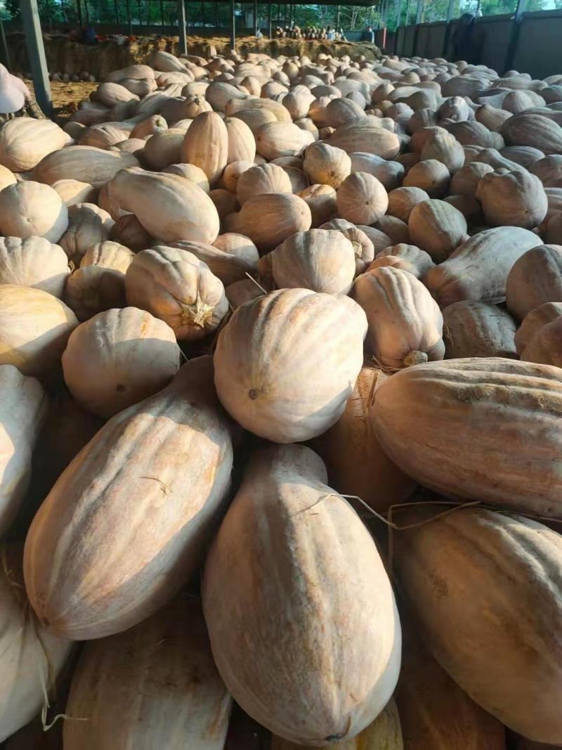 湖北万亩南瓜基地金韩蜜本南瓜产地一手货源量大