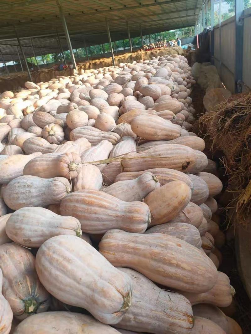 湖北万亩南瓜基地金韩蜜本南瓜产地一手货源量大