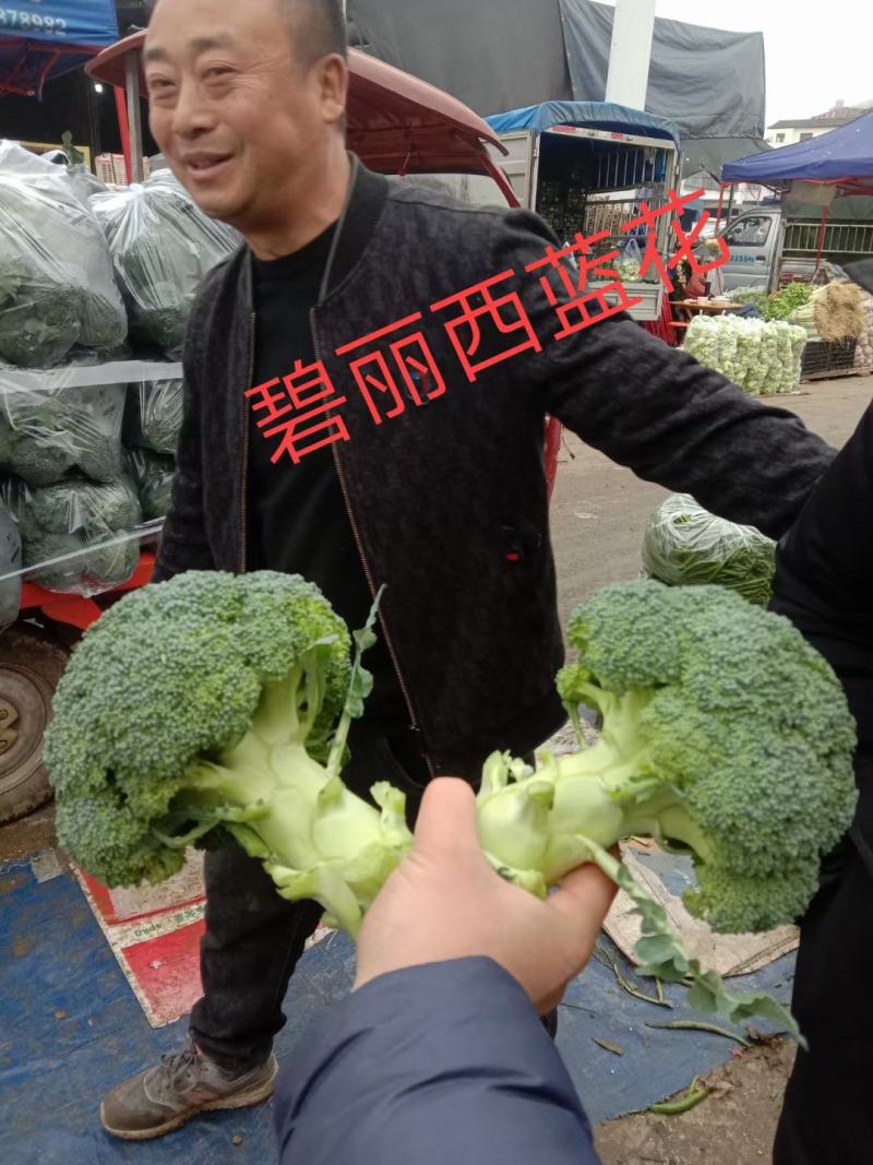 碧丽西兰花优质饱满细腻型品种，后期不变色，高抗黑腐病软腐