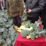 碧丽西兰花优质饱满细腻型品种，后期不变色，高抗黑腐病软腐