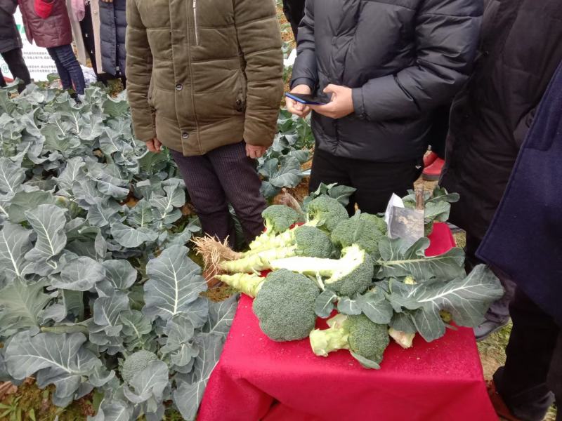 碧丽西兰花优质饱满细腻型品种，后期不变色，高抗黑腐病软腐