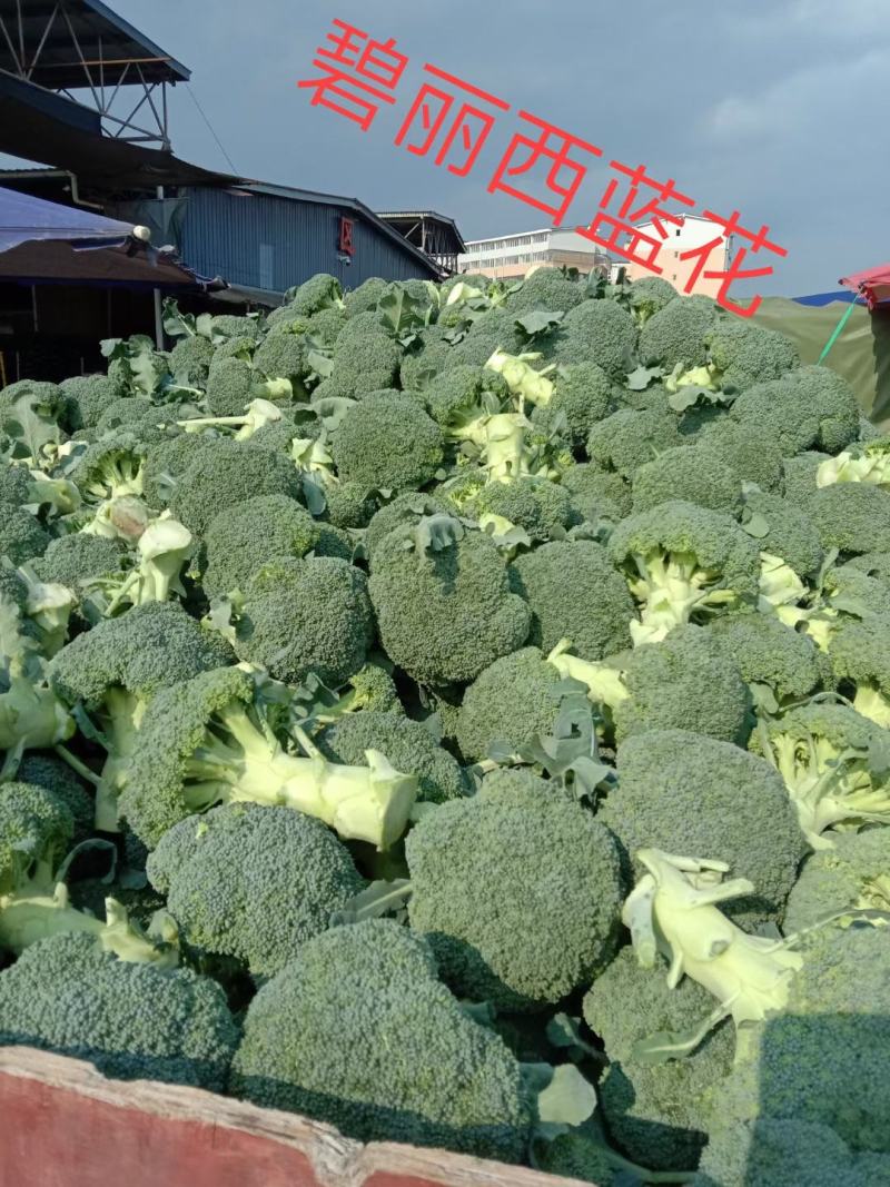 碧丽西兰花优质饱满细腻型品种，后期不变色，高抗黑腐病软腐
