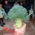 碧丽西兰花优质饱满细腻型品种，后期不变色，高抗黑腐病软腐