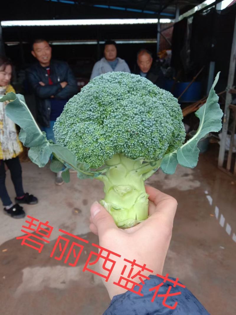 碧丽西兰花优质饱满细腻型品种，后期不变色，高抗黑腐病软腐