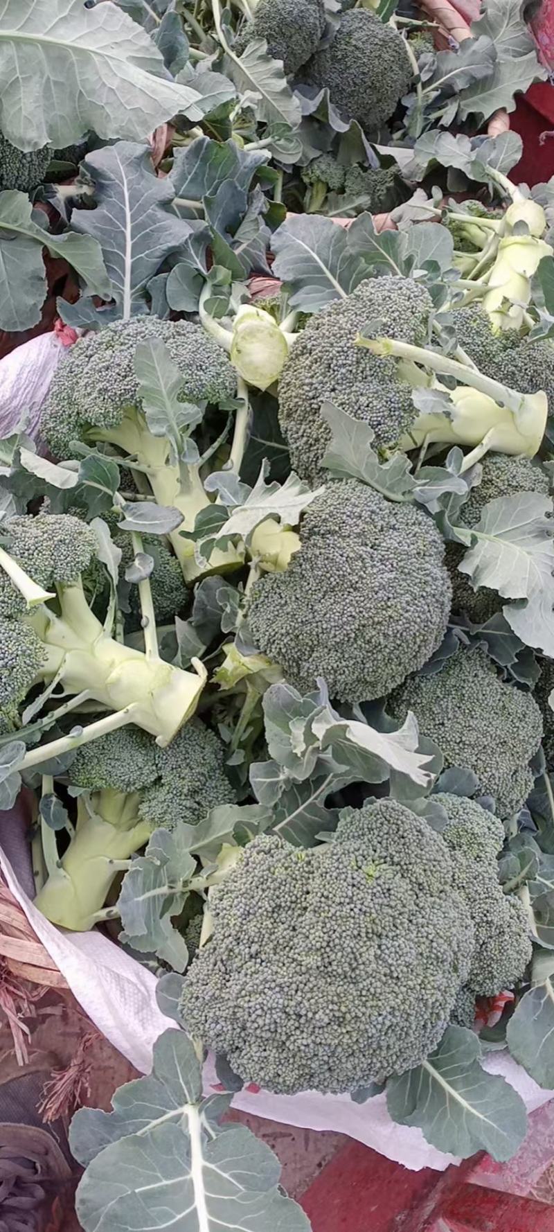 碧丽西兰花优质饱满细腻型品种，后期不变色，高抗黑腐病软腐