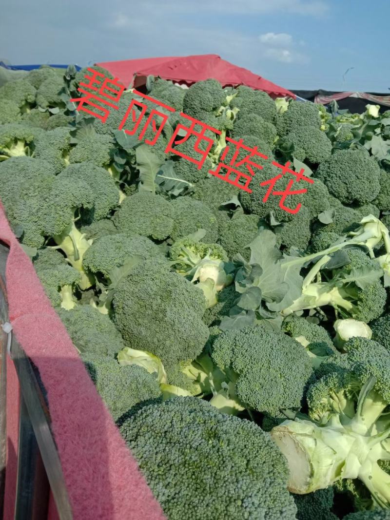 碧丽西兰花优质饱满细腻型品种，后期不变色，高抗黑腐病软腐