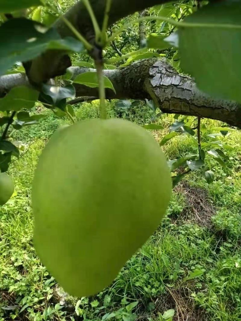 早熟梨产地现摘脆甜自然成熟