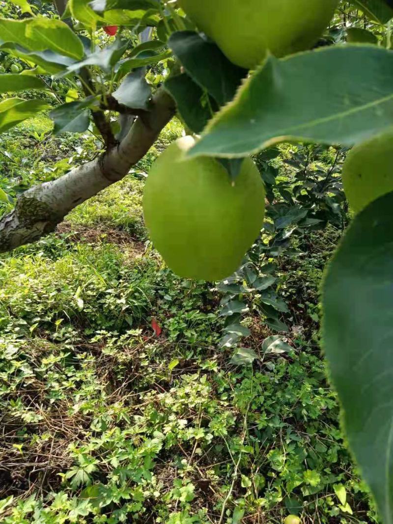 早熟梨产地现摘脆甜自然成熟