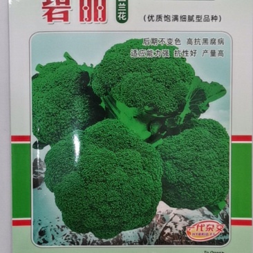 碧丽西兰花优质饱满细腻型品种，后期不变色，高抗黑腐病软腐