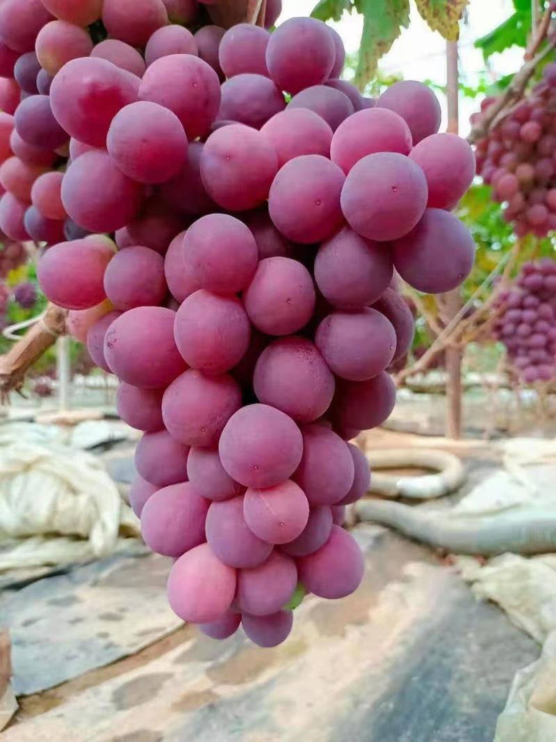 鸿鑫果业大量供应辽南地区大棚里红提葡萄，产地直发，代发，