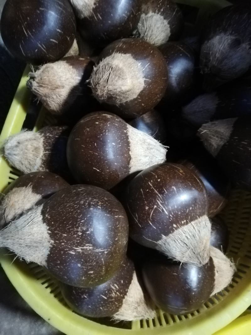 椰皇，厂家批发，一年四季供货，合适做炖品。